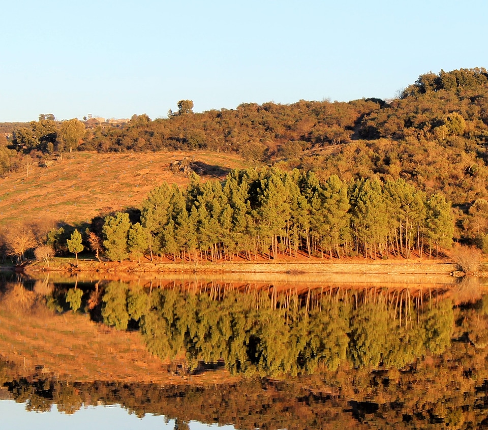 Beautiful forest reflecting on calm lake shore