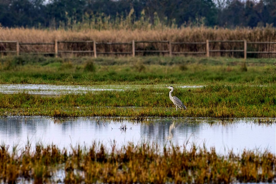 20-10-2022 Aiguamolls de l' Empordà