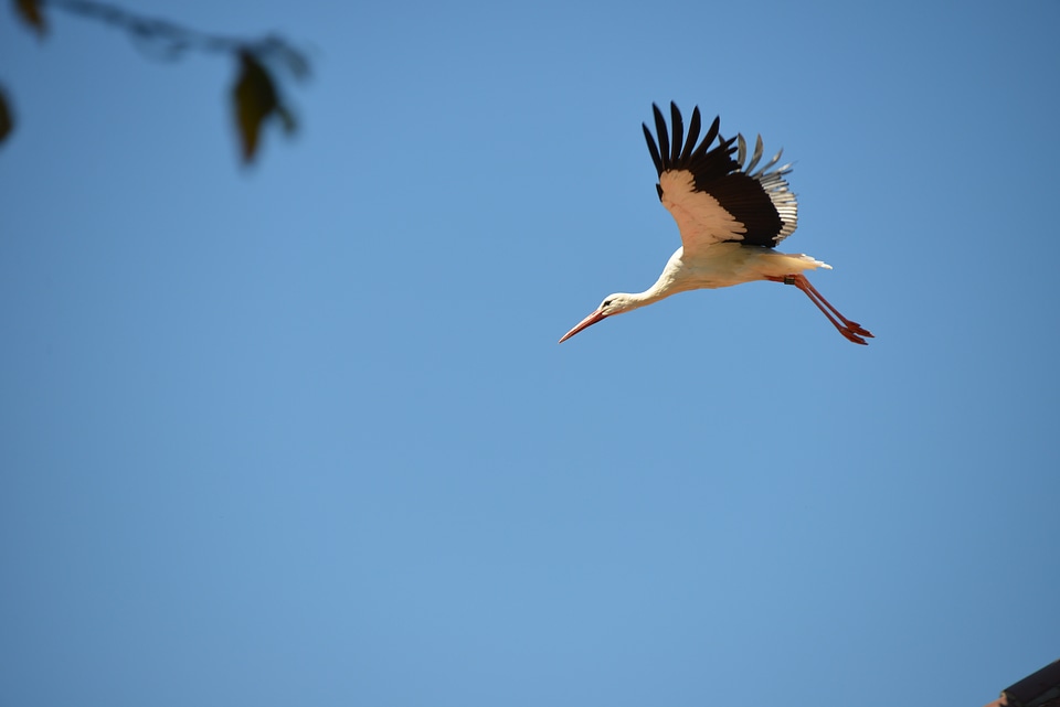 Rattle stork white stork departure photo