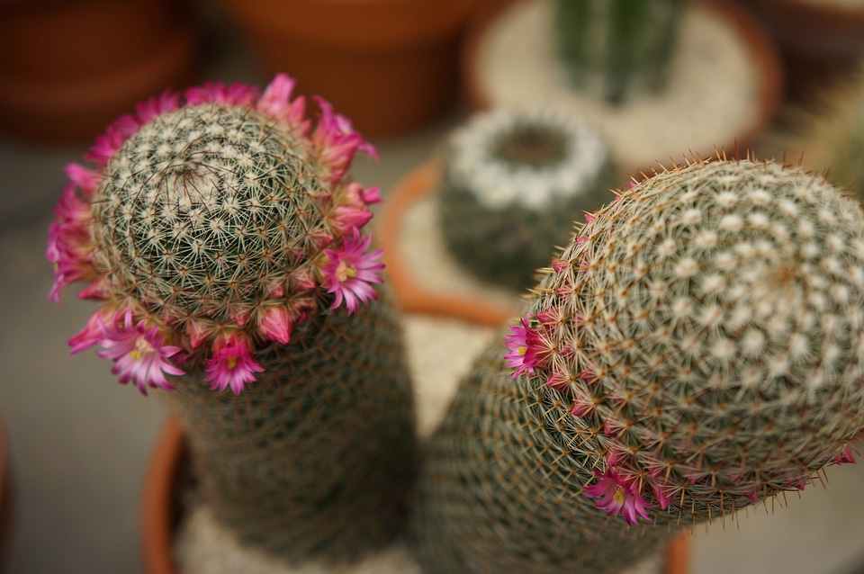 cactuses set in pot nature background