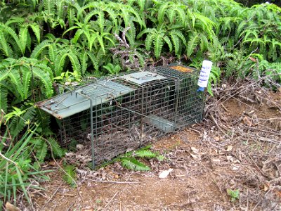 Feral Cat Trap To Protect Native Birds photo