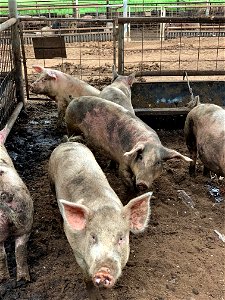 Vegan Pigs at Mountain View Farm photo