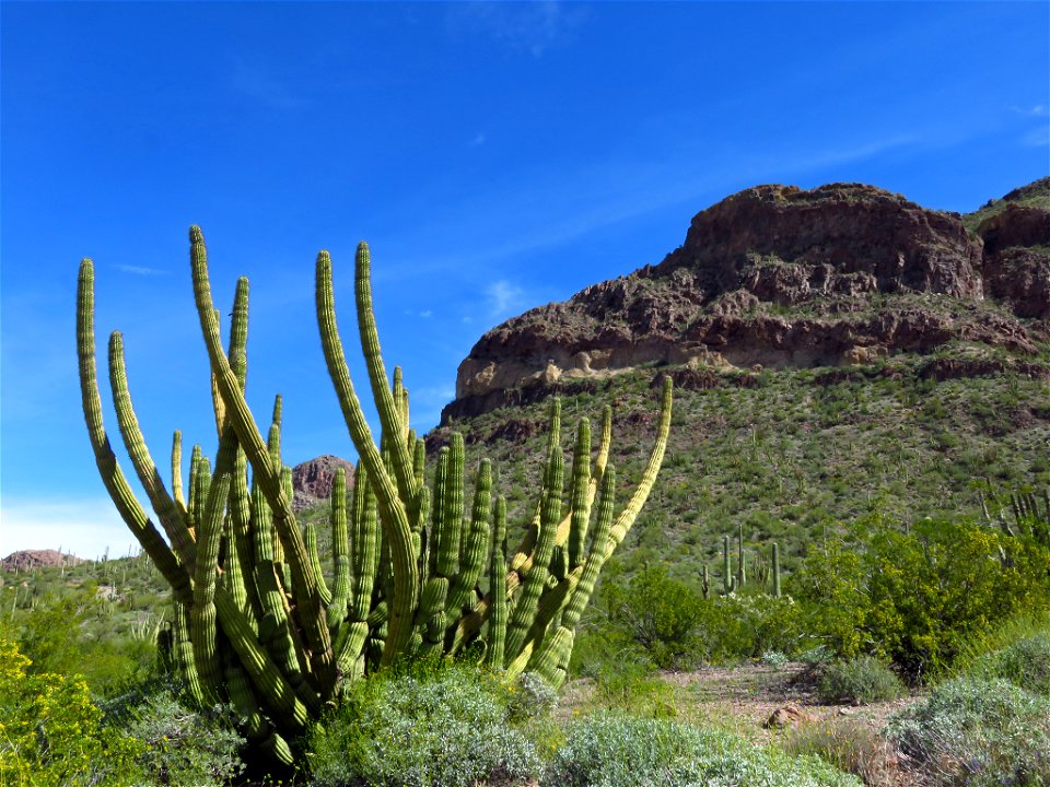 Organ Pipe Cactus NM in AZ photo