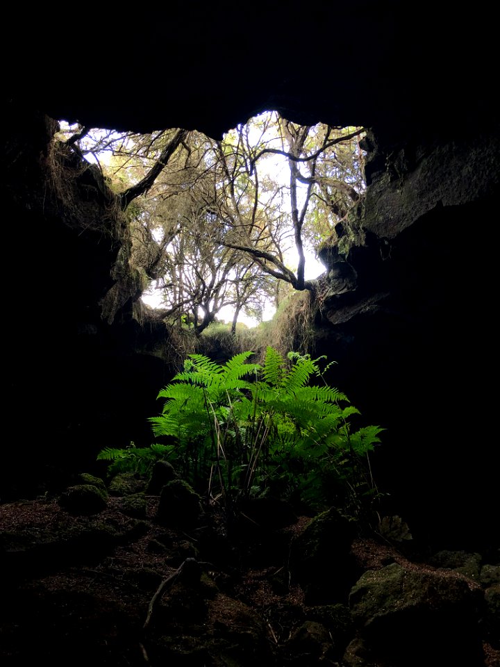 Hidden Under the Pukiawe