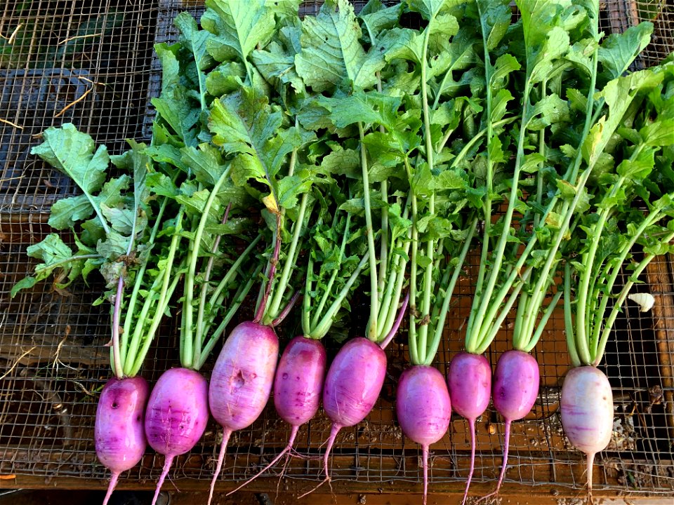 Radish Harvest
