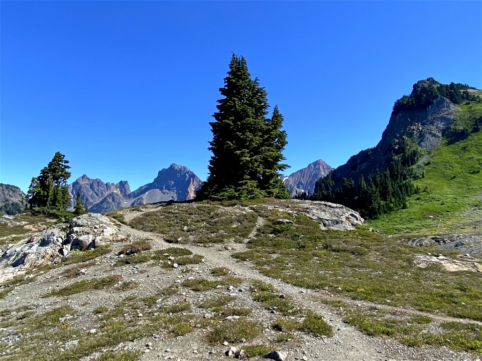Yellow Aster Butte in WA