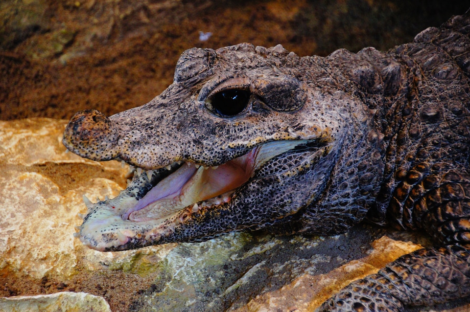 Dangerous tooth animal
