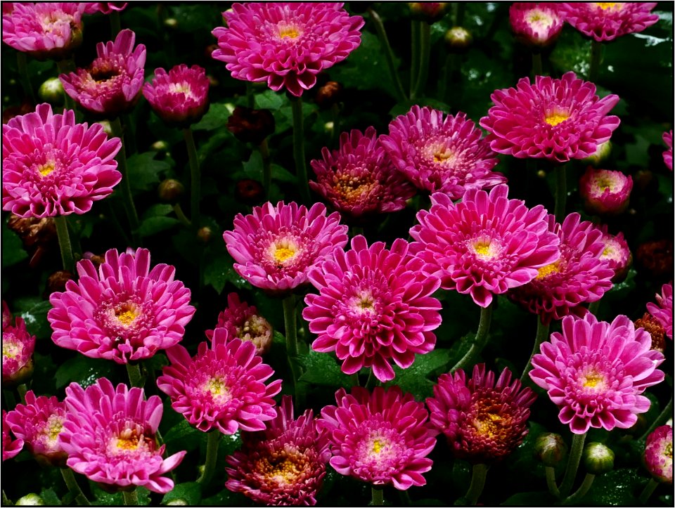 Chrysanthemum