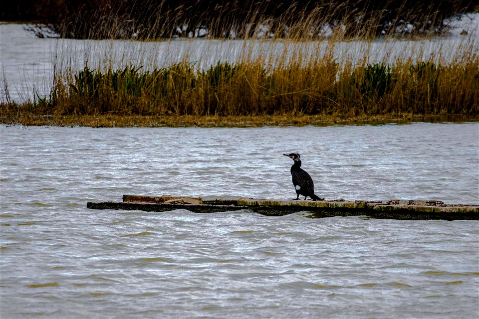 19-03-2021 Aiguamolls de l' Empordà