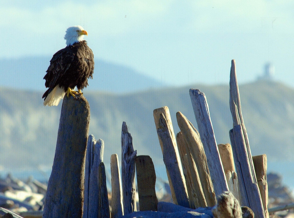 Windy Eagle at South Beach