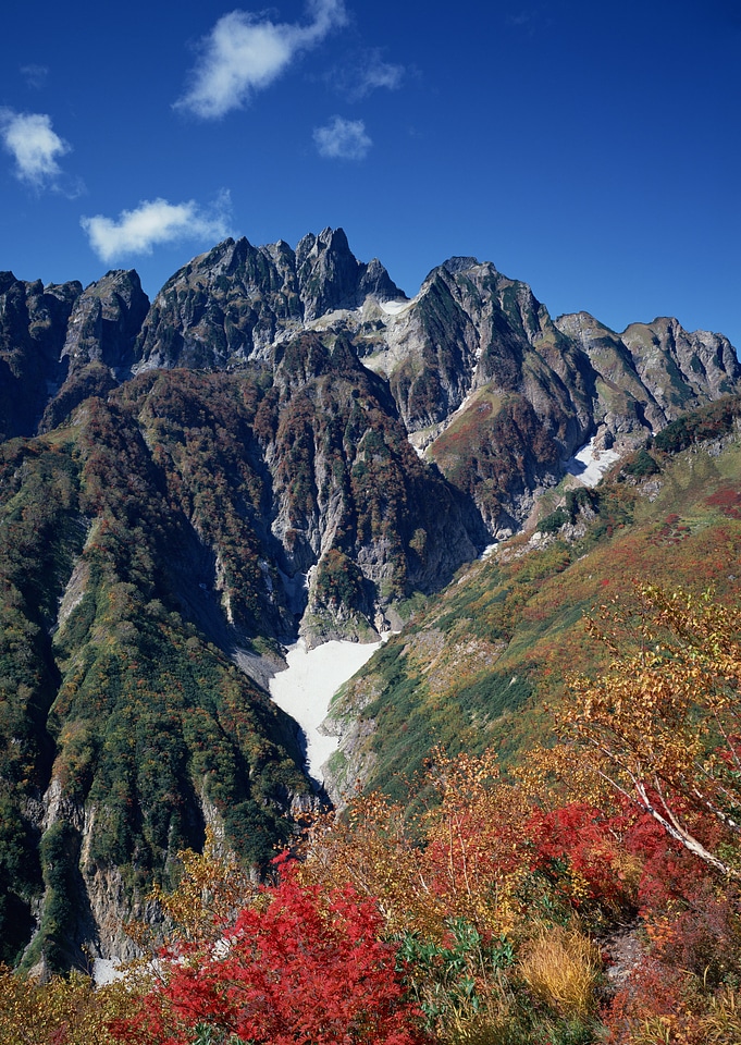 flowers and mountain