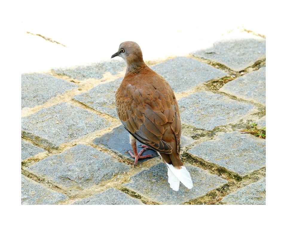 Dove