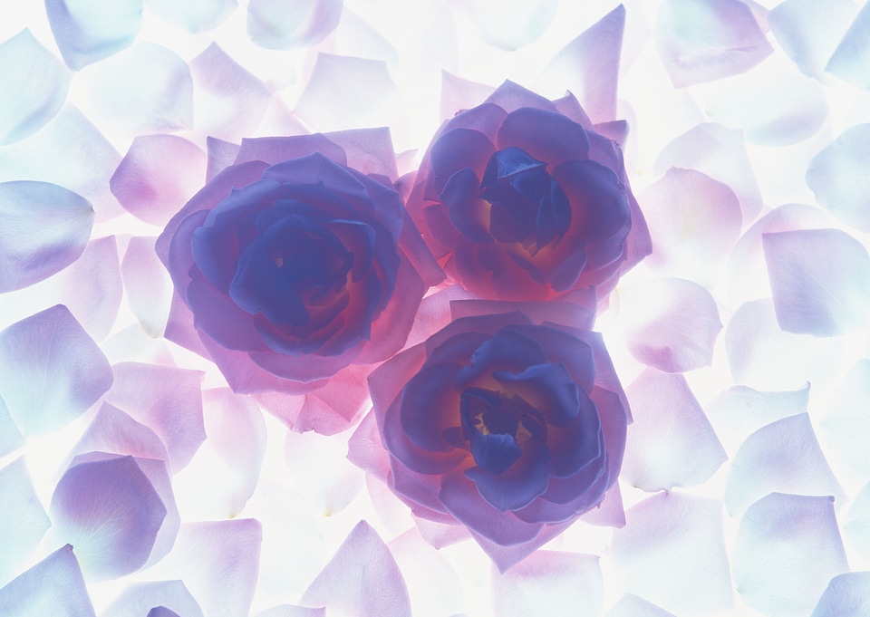 Roses as a background and petals