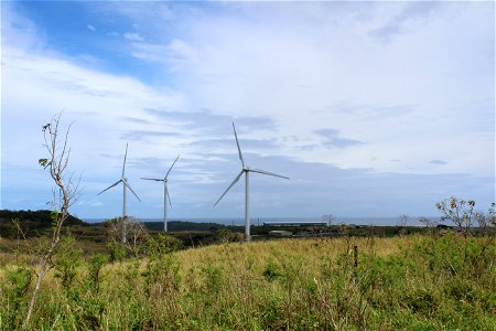 Grazing field under the wind turbines photo