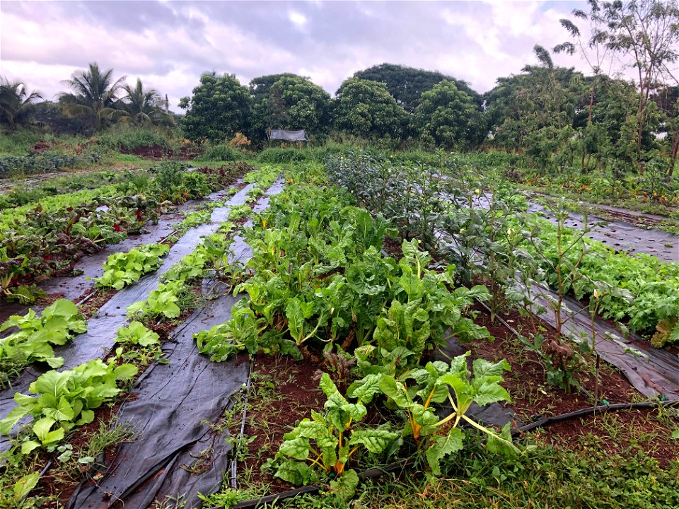 Crop Field Mohala Farm
