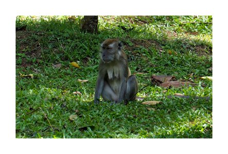 Monkey photo