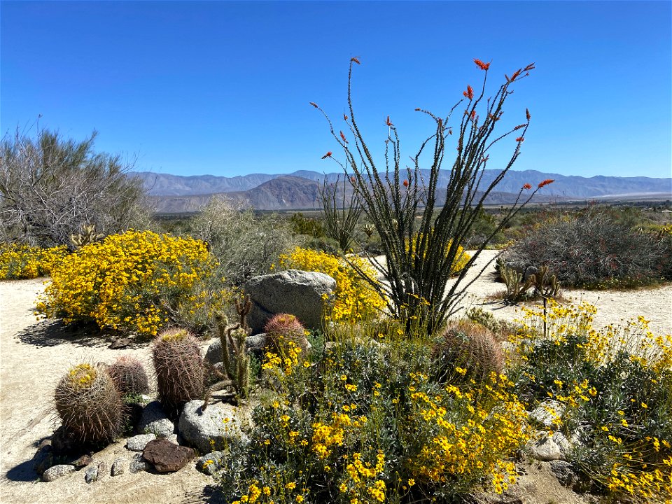 Wildflowers at Anza Borrego in CA