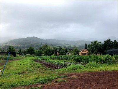 kalo field photo