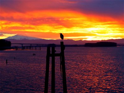 Sunrise and Blue Heron at Columbia River in WA photo