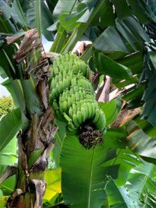 Banana Tree at Fantastic Gardens photo