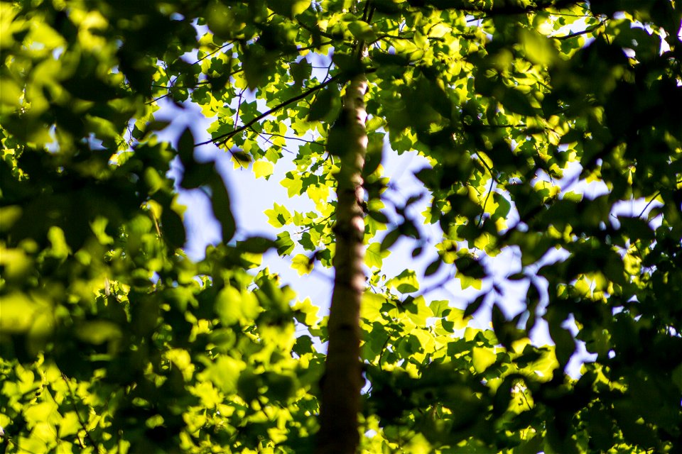 Forest