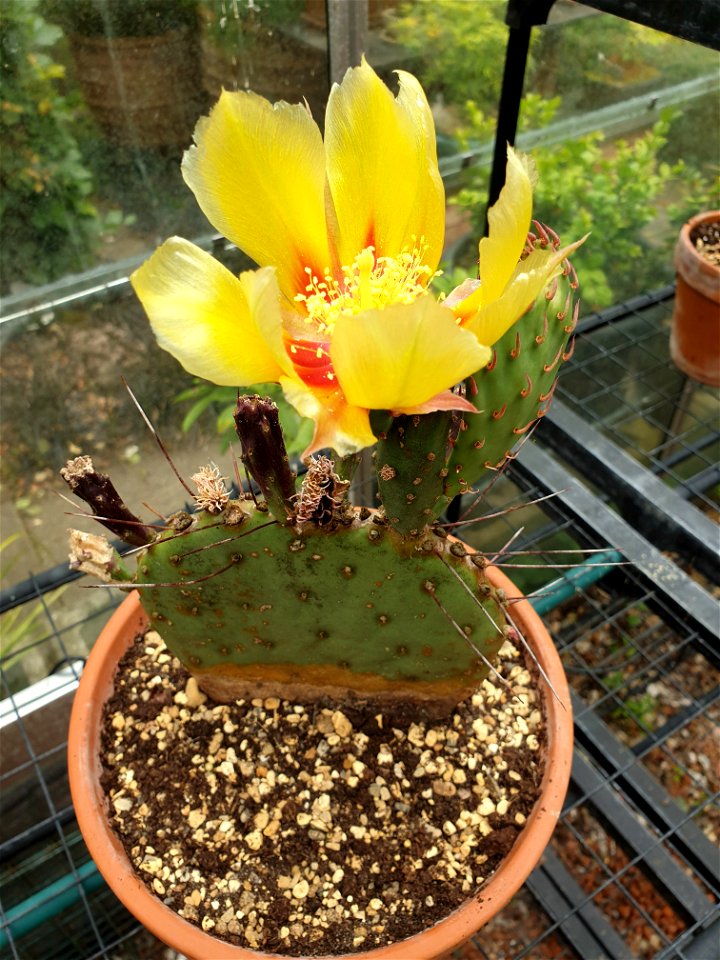 Cactus Flowering in Greenhouse, 2019