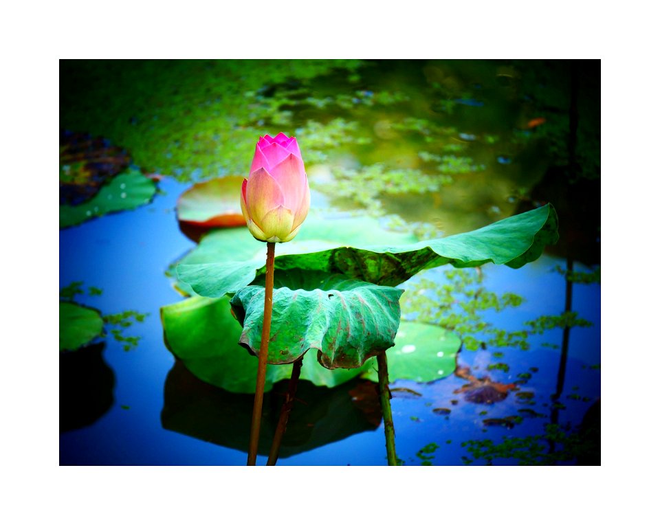 Lotus flower photo