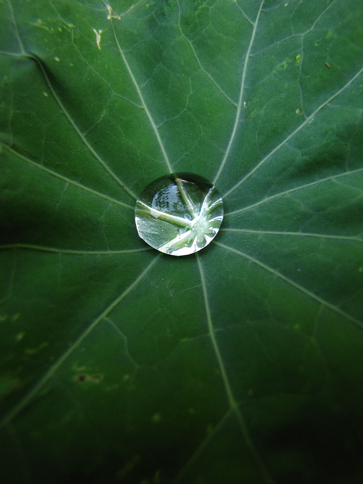 Drops rain macro