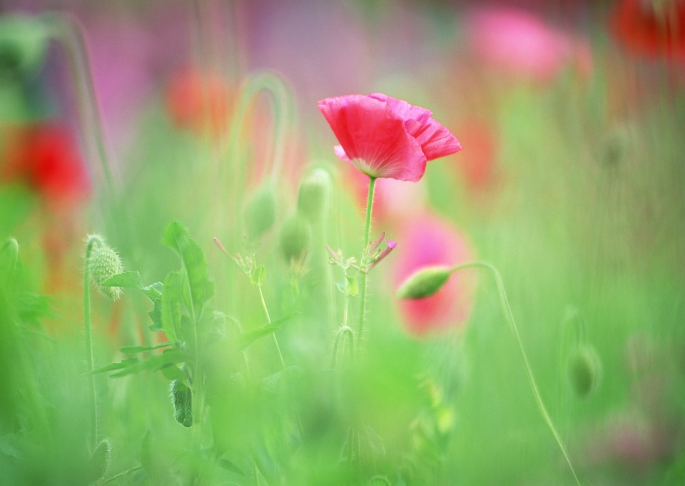 Red wildflower in field