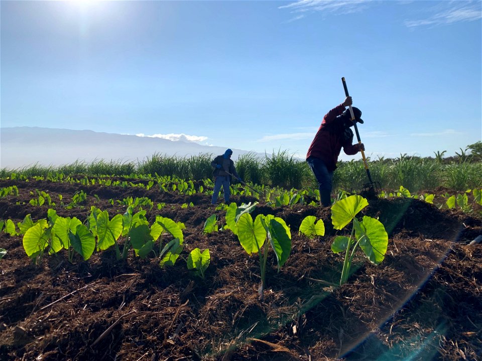 Workers in the Taro Field