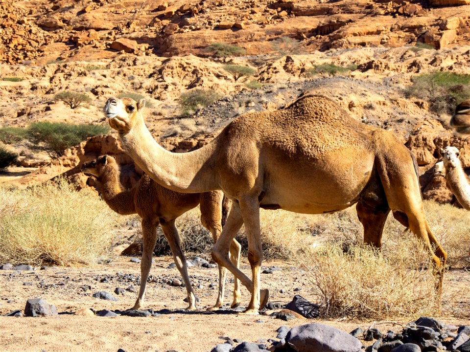 Arabia2022_231.jpg