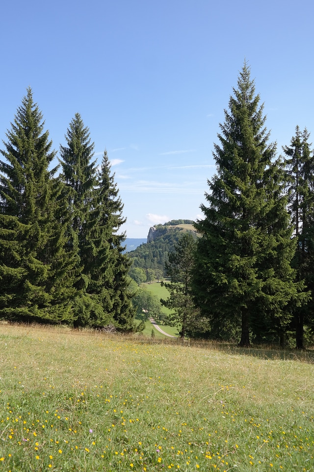 Firs landscape lochenstein