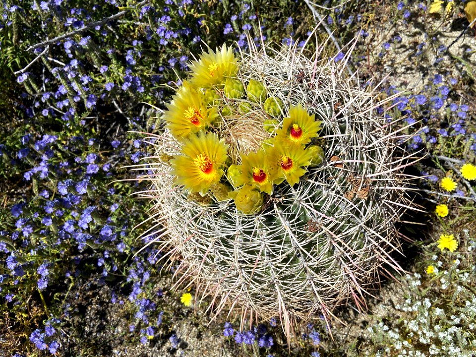 Wildflowers at Anza Borrego in CA