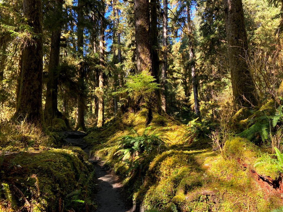 Hoh Rain Forest at Olympic NP in WA