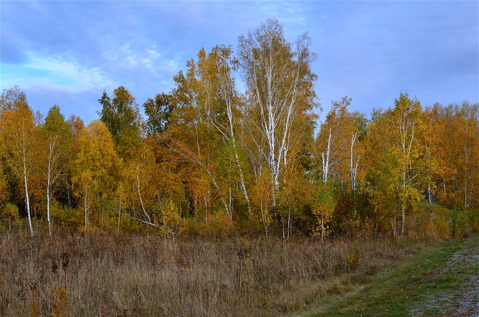 autumn forest by the river