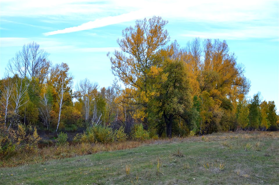 autumn forest by the river photo