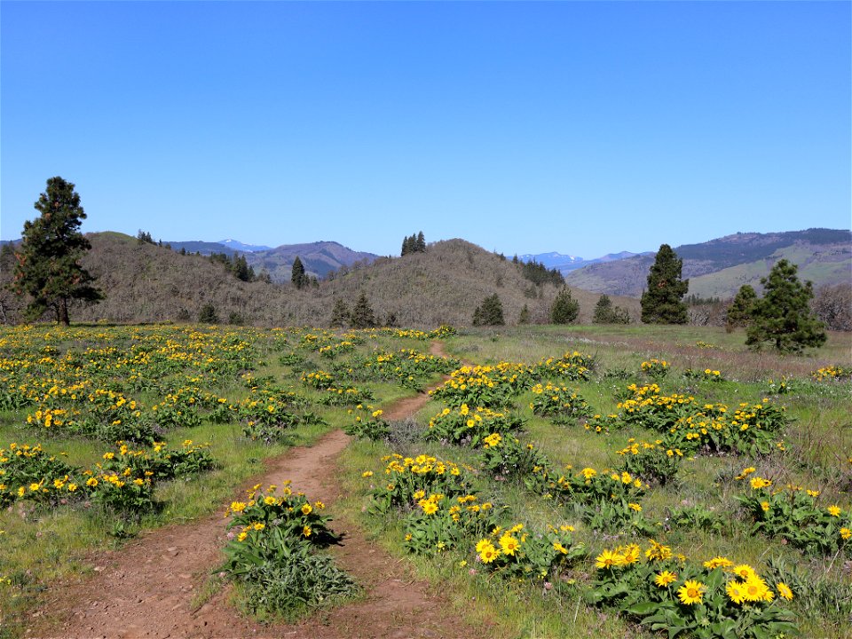 Memaloose Hills in OR