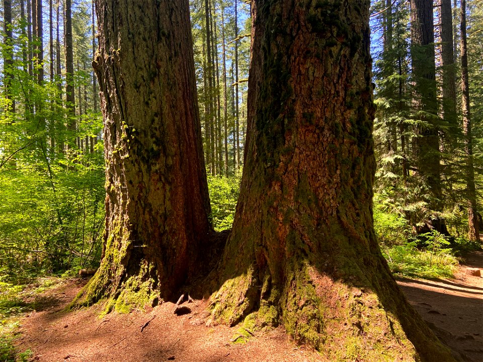 Trail of Ten Falls in OR