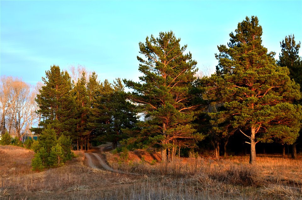 autumn forest photo