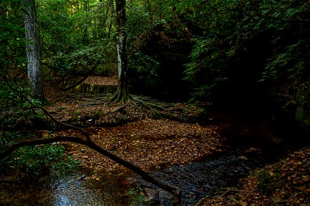 Dismals Canyon photo