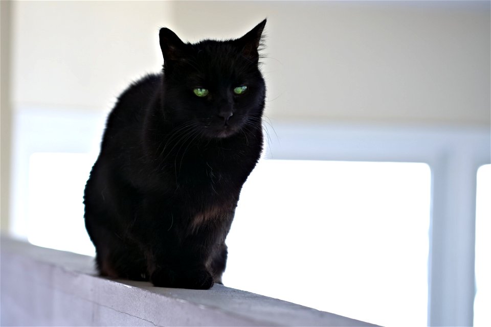 My very pretty kitty