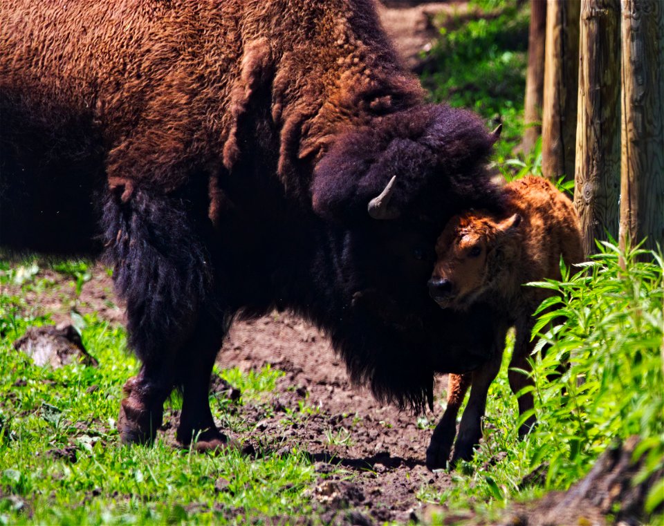Newborn Bison