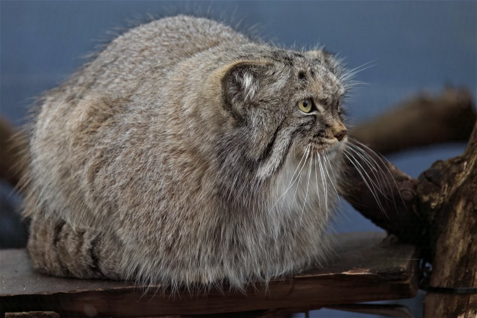 A pristine Pallas loaf