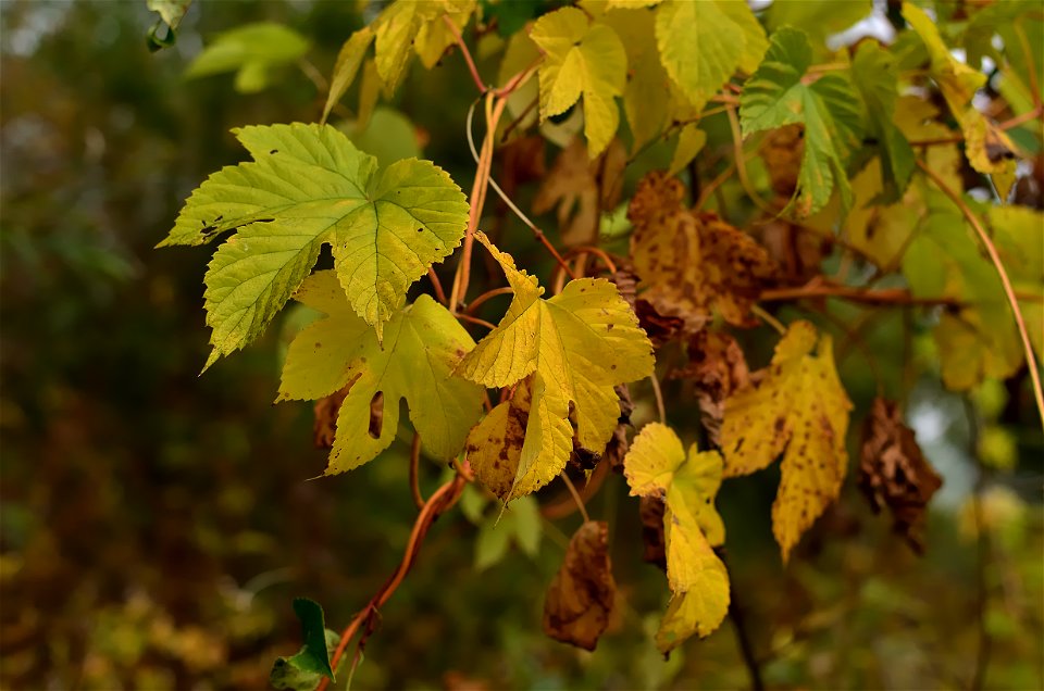 autumn forest by the river