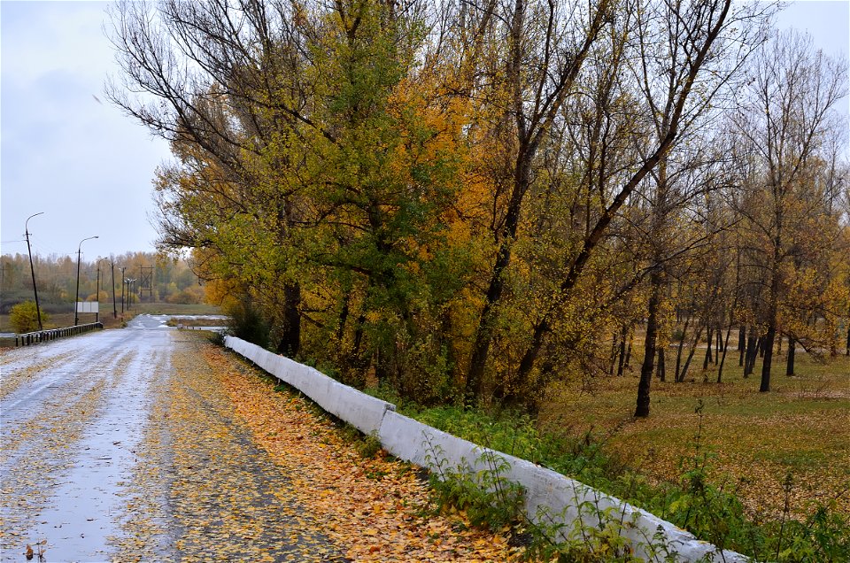 forest on a rainy autumn day photo