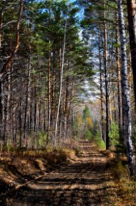 autumn pine forest