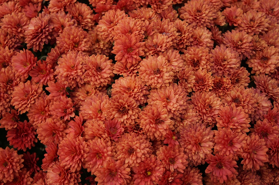 Beautiful flowers of chrysanthemums