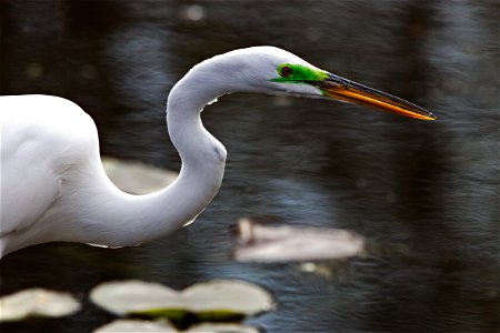 Beautiful Egret