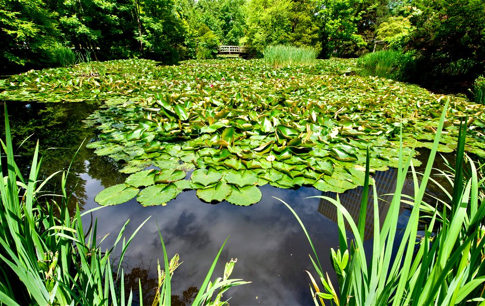 Water lily pond, Hokkaido University, Japan photo
