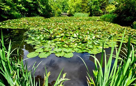 Water lily pond, Hokkaido University, Japan